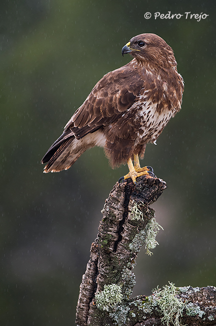 Ratonero común  (Buteo buteo)